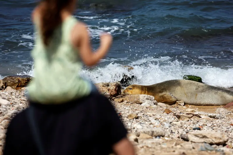 الفقمة من فئة نادرة من الثدييات (رويترز) الفقمة من فئة نادرة من الثدييات (رويترز)