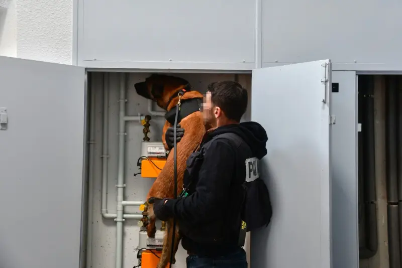 اعتماد كل الكلاب المدربة على شمّ المتفجرات (أ ف ب)