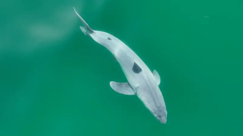 فيديو - للمرة الأولى.. تصوير قرش أبيض حديث الولادة