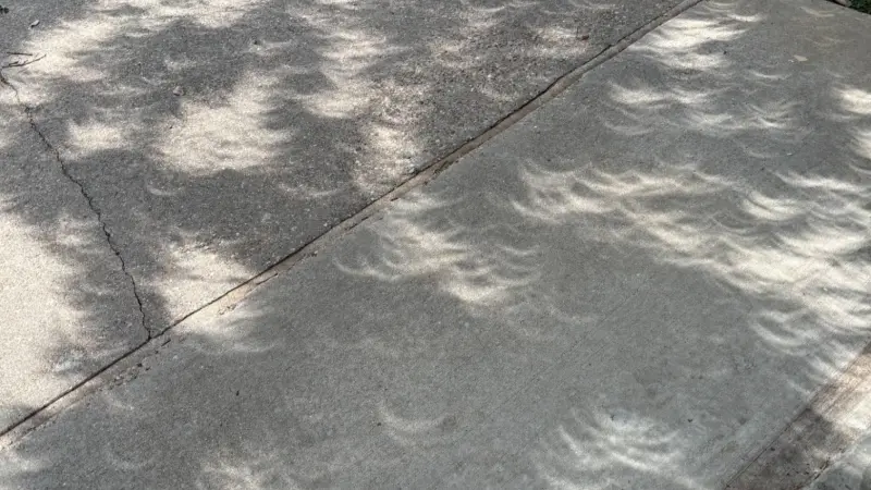 فيديو - حيوانات مضطربة وظلال غريبة.. ظواهر مفاجئة رافقت الكسوف