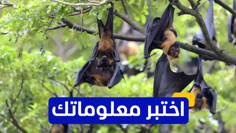 اختبر معلوماتك عن فيروس نيباه الذي تنقله الخفافيش