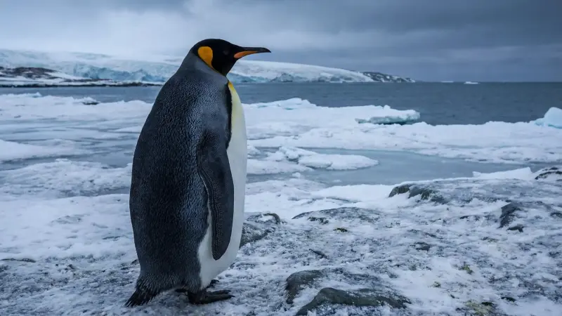 فيديو - قصة البطريق الترند أصبح رمزًا للتمرد ووصل إلى البيت الأبيض