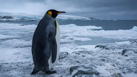 related_news_inside_blogsفيديو - قصة البطريق الترند أصبح رمزًا للتمرد ووصل إلى البيت الأبيض