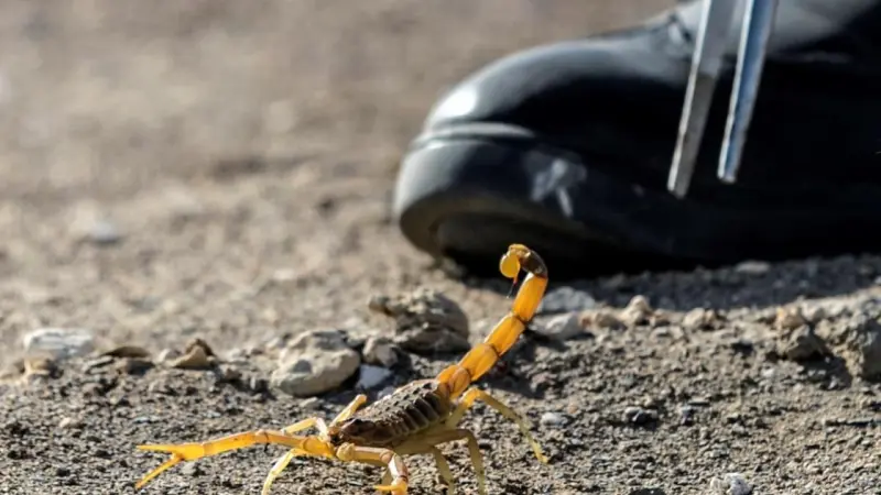 تونس.. تتبع قضائي لظاهرة تشغيل أطفال في صيد العقارب