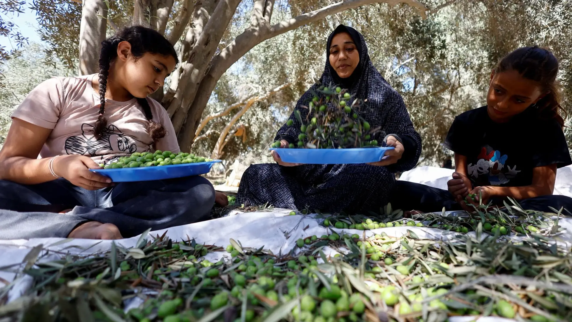 من بين 2 مليون شجرة زيتون قبل الحرب لم يتبق سوى 150 ألف في غزة (رويترز) من بين 2 مليون شجرة زيتون قبل الحرب لم يتبق سوى 150 ألف في غزة (رويترز)
