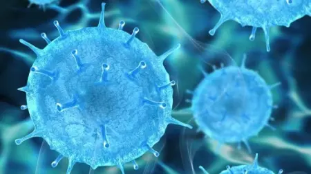 فرنسا تسجّل أول إصابة بشرية بفيروس شاموندا