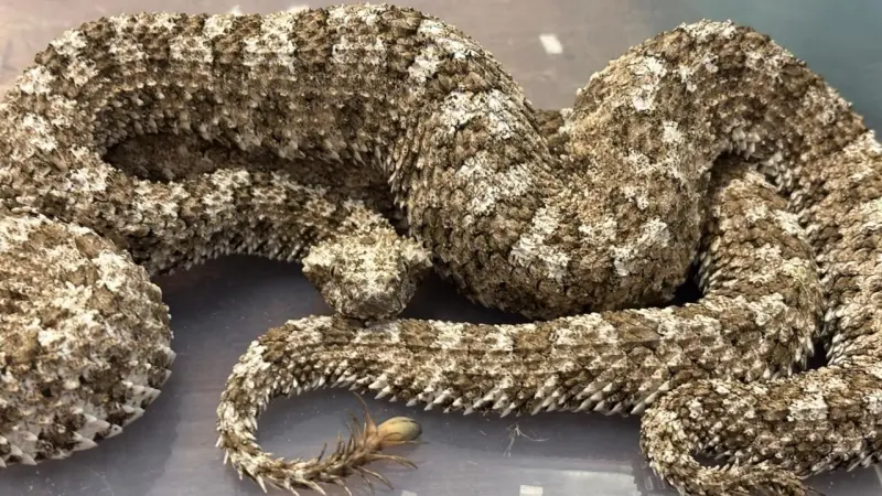 صور - ثعابين في حقائب.. مسافر يُضبط أثناء محاولة تهريب 40 أفعى