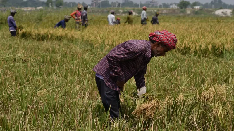 مجاعة وشيكة.. الصراع في السودان يُهدد المحاصيل الزراعية