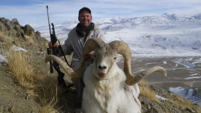 خروف "ماركو بولو".. 12 معلومة عن حيوان مستنسخ أثار أزمة بأميركا