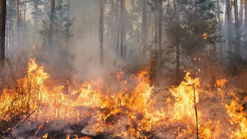 فيديو - ما سبب حرائق ولاية تيبازة الهائلة في الجزائر؟