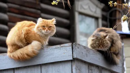 بعد الفئران.. قطط الشوارع تهاجم نيويورك