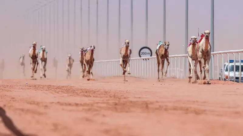 مهرجان الملك عبد العزيز للإبل 2024.. كل ما تريد معرفته