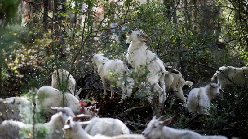 رصد مرض اللسان الأزرق في رؤوس ماشية بجمهورية التشيك