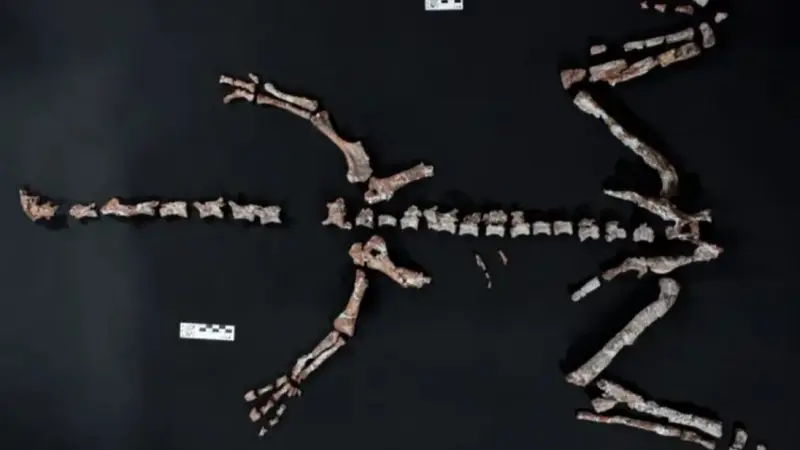 علماء يكتشفون بقايا أحد أقدم ديناصورات العالم في هذه الدولة