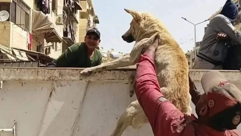 ضبط شخصين تعديا على كلب ضال في الغردقة.. ما القصة؟