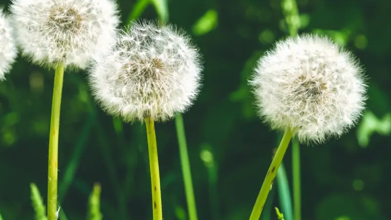 كلّ ما يجب أن تعرفه عن حساسية حبوب اللقاح