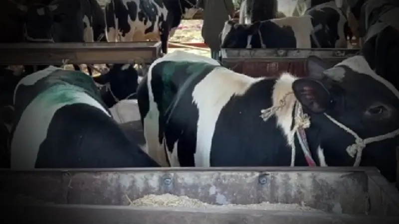 مربو الماشية يشتكون من ضعف الإقبال على شراء أضاحي العيد في مصر