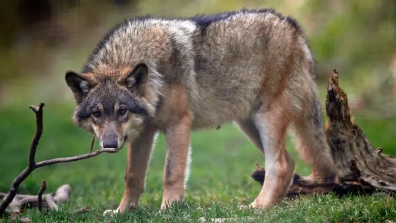 إجازة قتل الذئاب في النمسا تثير جدلا