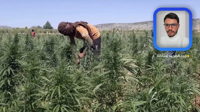 القنب الهندي أو أسطورة النبتة التي تدر ذهبا