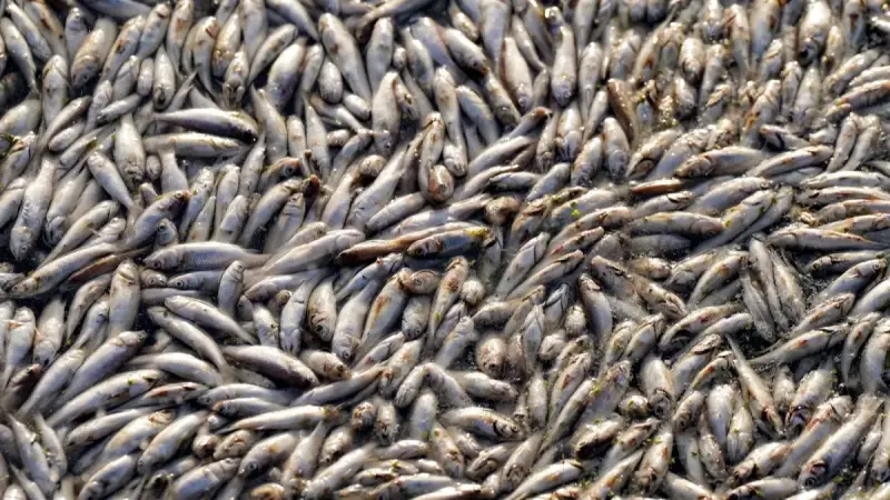 صور - نفوق أعداد كبيرة من الأسماك في النجف العراقية.. ما القصة؟