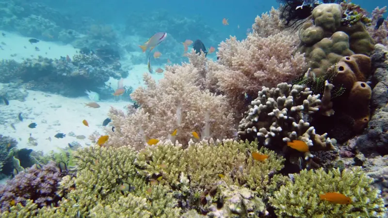 الشعاب المرجانية.. ضحية أول "نقطة تحول" بسبب تغير المناخ