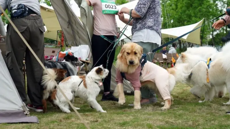 قيود إيرانية جديدة على اصطحاب الكلاب للتنزه