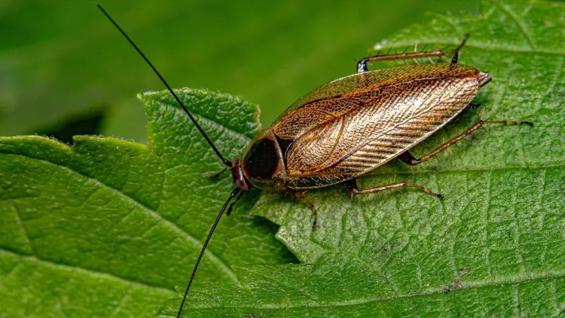 الدواء المعجزة في الصين.. الصراصير تُثبت فعاليتها في علاج النوبة القلبية