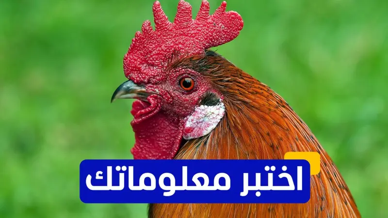 اختبر معلوماتك عن مرض إنفلونزا الطيور
