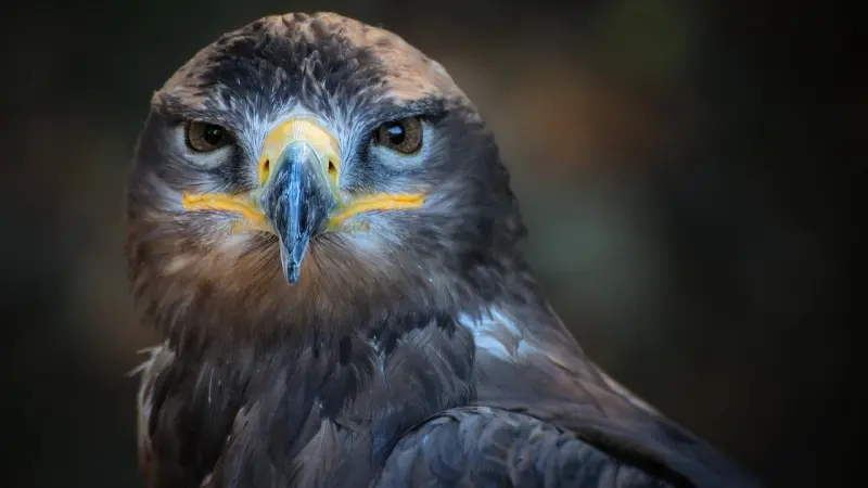 تسجيل أول وفاة بشرية بإنفلونزا الطيور في هذا البلد