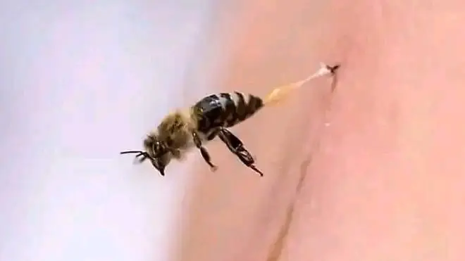 إنتاج العسل في تونس يئن تحت تأثير التغيير المناخي