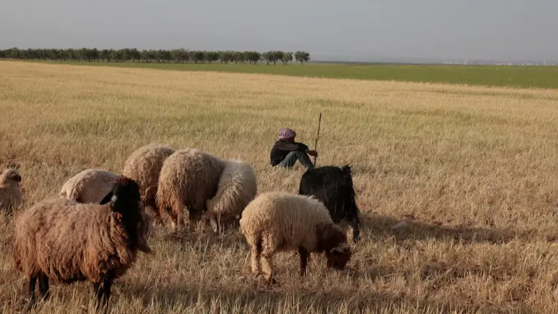 برنامج الأغذية يحصل على 7.9 ملايين دولار بفضل وثيقة تأمين ضد الجفاف بسوريا