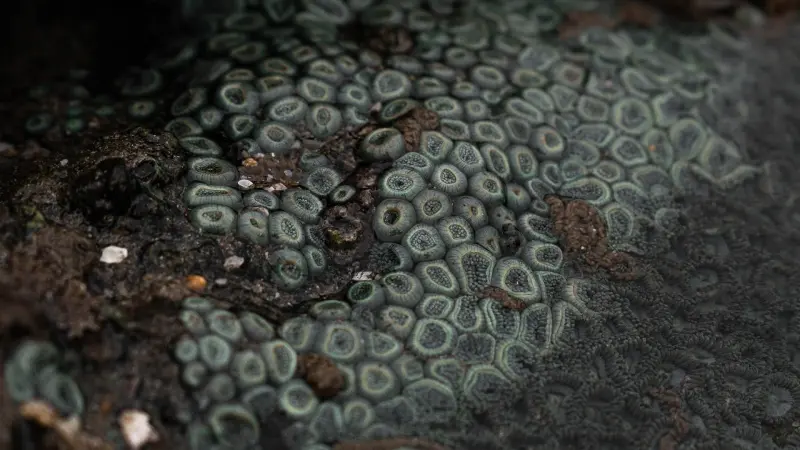 فطر قاتل يتمدد بصمت ويهدّد أوروبا