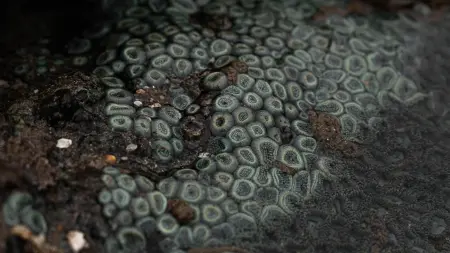 related_news_inside_blogsفطر قاتل يتمدد بصمت ويهدّد أوروبا