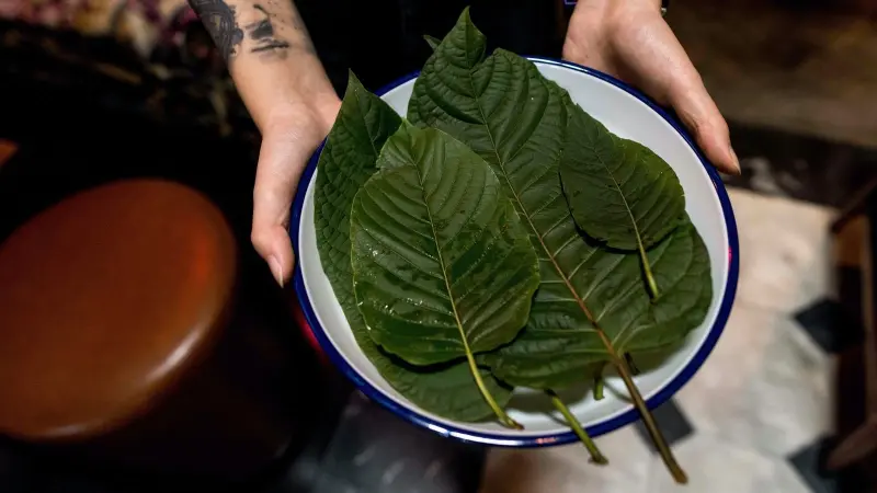 القرطوم.. من مكمل عشبي إلى أزمة صحية متصاعدة في أميركا