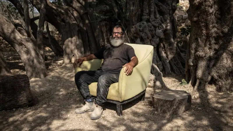 صور - "أم الزيتون".. شجرة ترمز لصمود فلسطين ومعاناتها