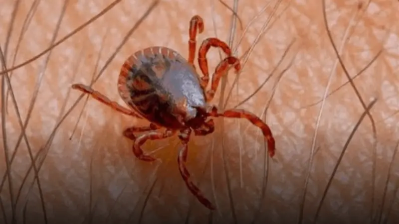 فيروس ينتقل عن طريق القُراد يغزو أوروبا