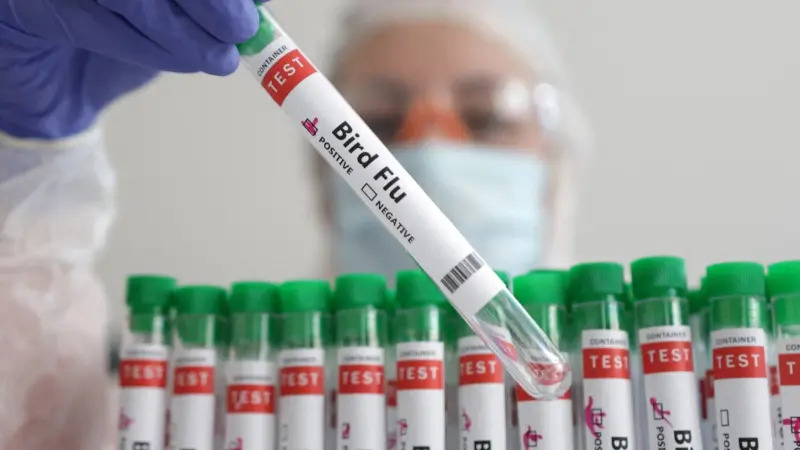 مخاوف أميركية من تفشي إنفلونزا الطيور