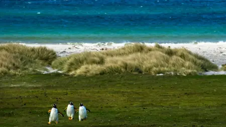 related_news_inside_blogsبعد غرينلاند.. هل تكون جزر فوكلاند هدف ترامب المقبل؟