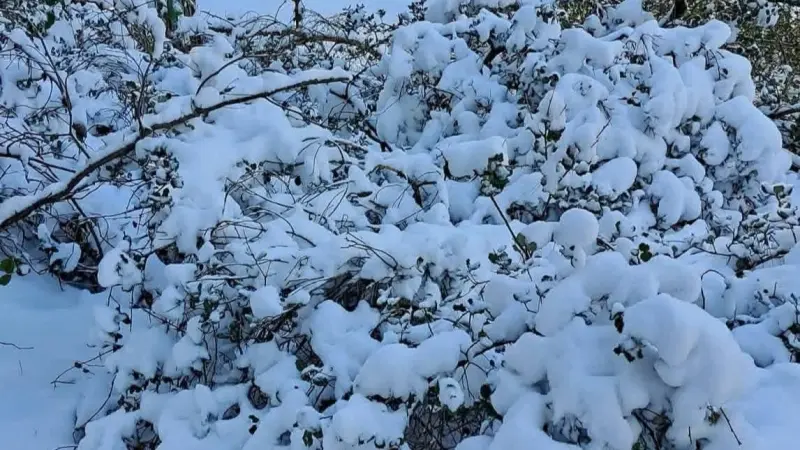 تفاصيل أحوال الطقس وتساقط الثلوج في الجزائر