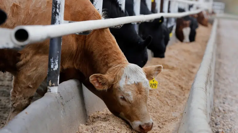 الصين تحظر استيراد الحيوانات ومنتجاتها من العراق بسبب مرض "اللسان الأزرق"