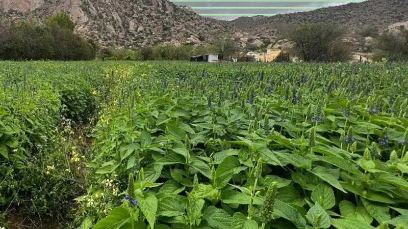 فوائد نبات الشيا.. الزراعة السعودية تعلن نجاح زراعته بالمملكة