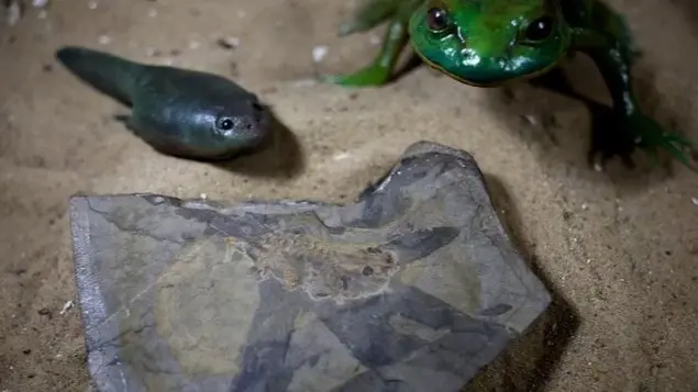 اكتشاف أقدم حفرية لشرغوف من زمن الديناصورات