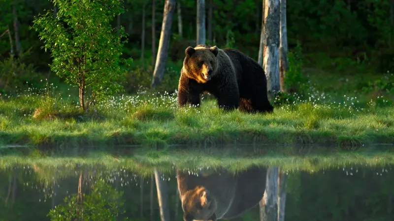 صياد اصطاد دبا من أعلى شجرة فقتل زميله