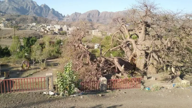 فيديو - صمدت 2000 عام.. ما سبب انهيار شجرة الغريب في اليمن؟