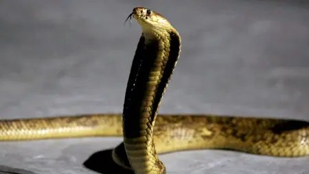 related_news_inside_blogsفيديو - كوبرا تثير الذعر.. الحماية المدنية بالسنطة تتدخل بسرعة