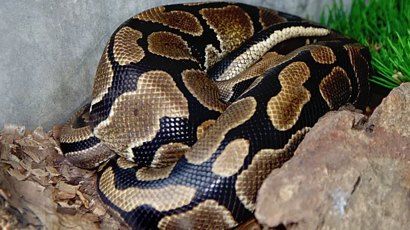 ثعبان بطول 5 أمتار يبتلع امرأة في إندونيسيا