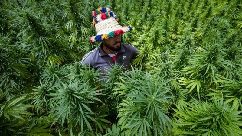الحشيش يخضع قريبا لحدود أمان واضحة لاستهلاكه