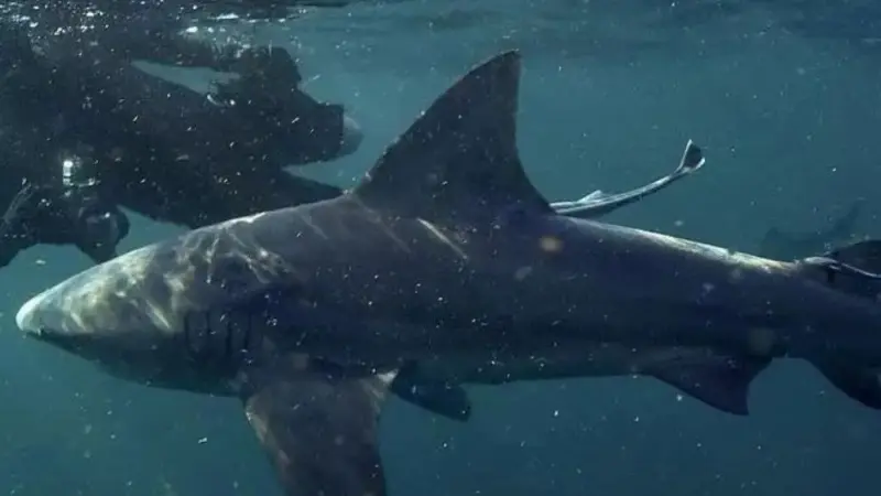 فيديو مذهل - أسماك القرش تحاصر قاربا في البحر