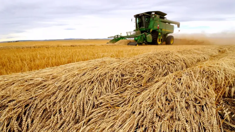 استمرار ارتفاع أسعار القمح في السوق العالمية