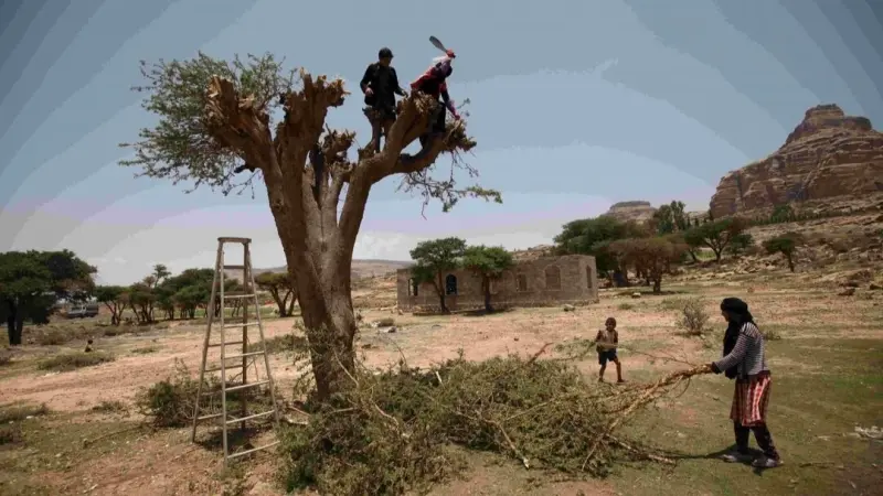 فيديو - الجزائر.. حملة وطنية كبرى لغرس مليون شجرة